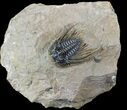 Spiny Leonaspis Trilobite - Exquisite Preparation #63181-1